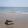 Videos: Adorable Shark Joins Swimmers At Riis Park Beach